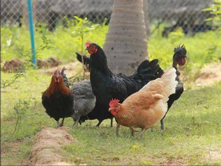 What breed of chicken do we eat?