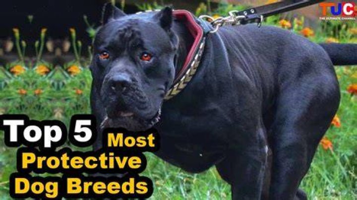 What breed of dog is most protective?