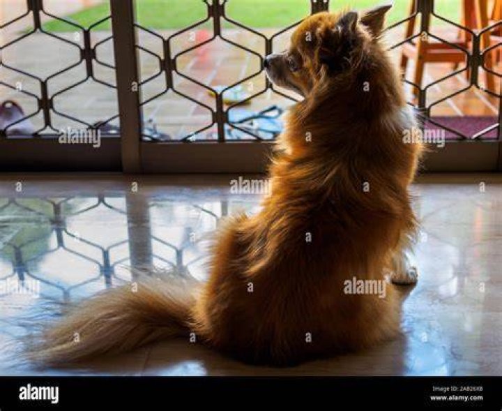 What breed of dog is OK being left alone?