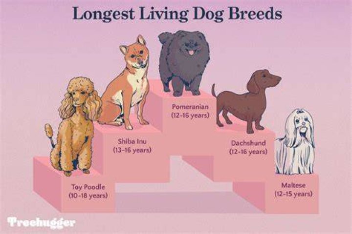 What breed of dog lives the longest?