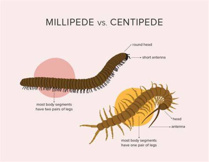 What can a millipede do to you?