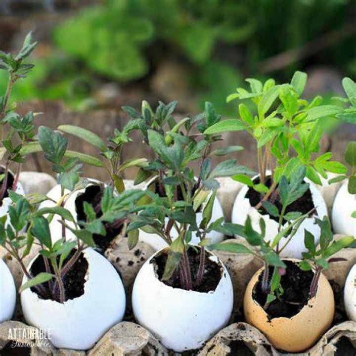 What can I do with eggshells?