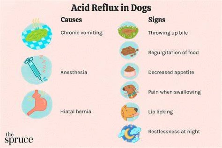 What can I give my dog for acid reflux at home?