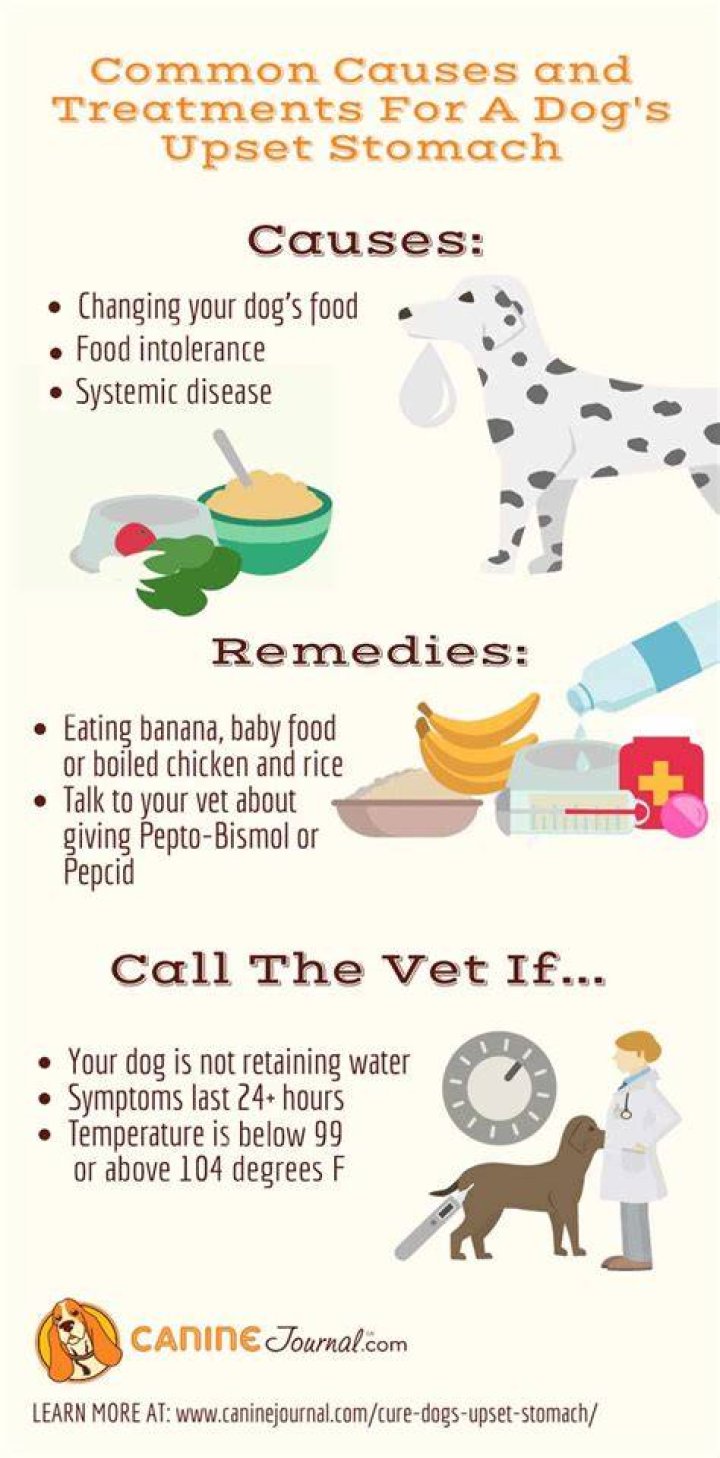 What can I give my dog for indigestion?