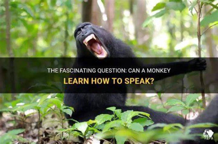 What can I learn from Monkey?
