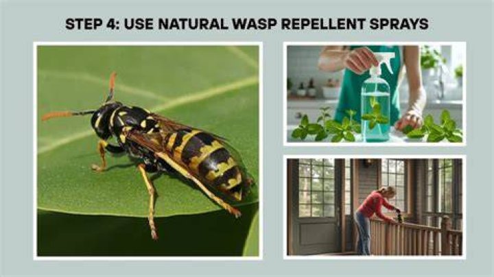 What can I spray around my house to keep wasps away?