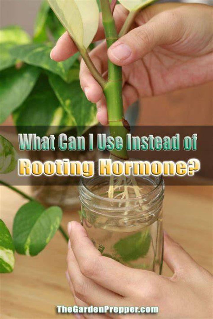 What can I use if I don't have rooting hormone?