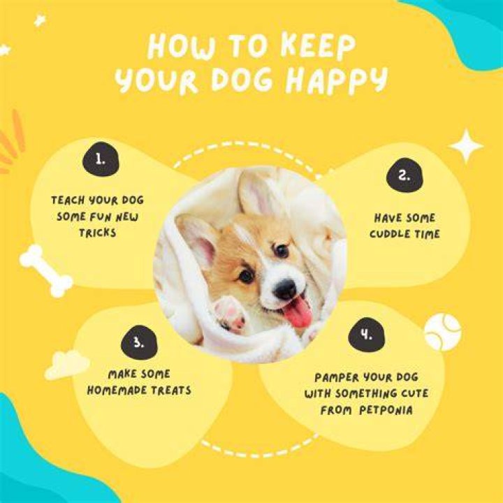 What can you do to make your dog happy?