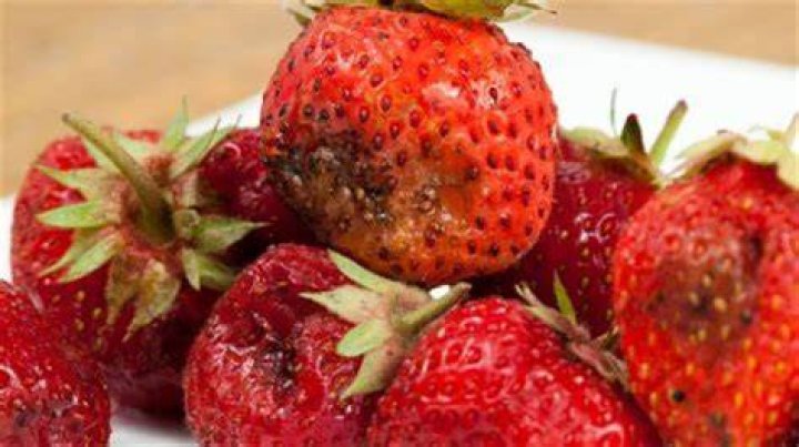 What can you do with overripe berries?