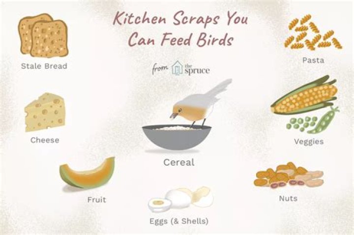 What can you feed birds from your kitchen UK?
