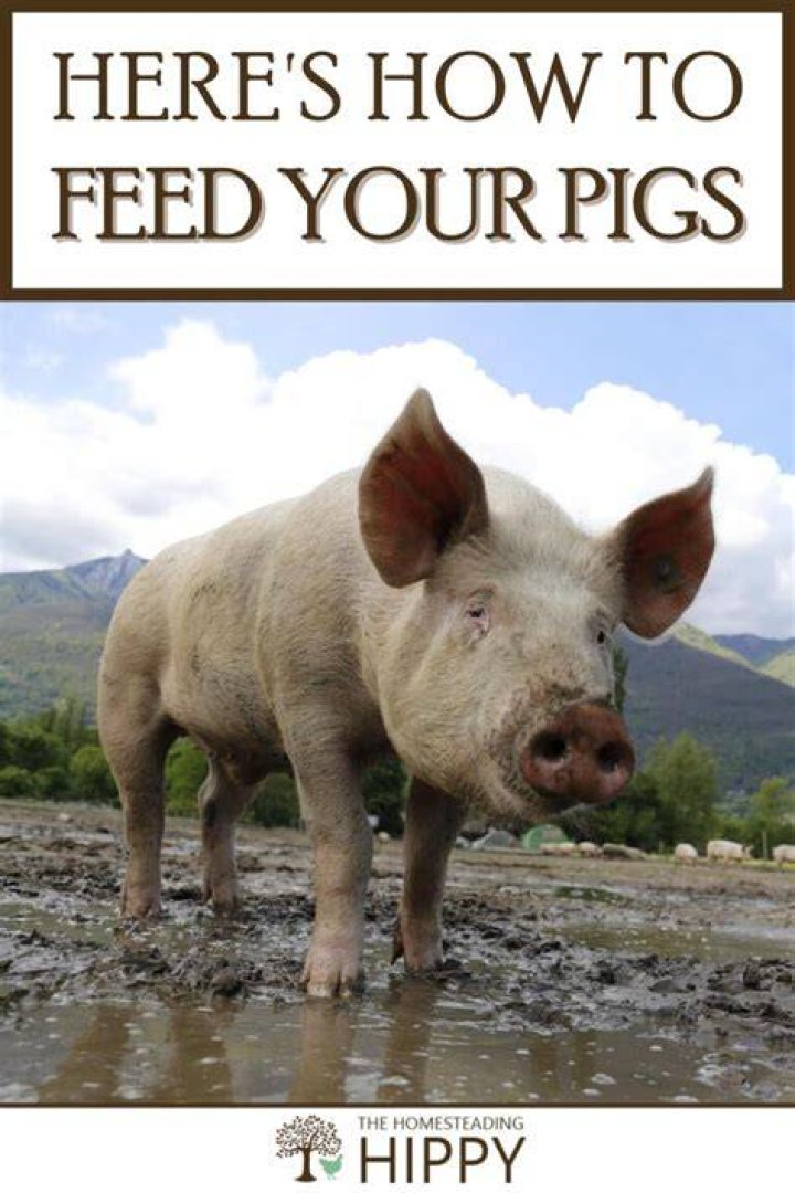 What can you give pigs to calm them down?