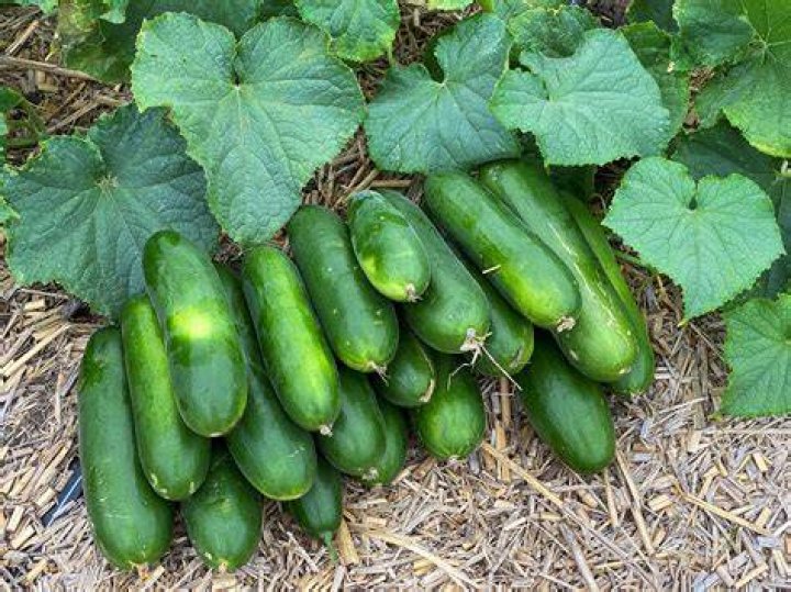 What can you grow with cucumbers?