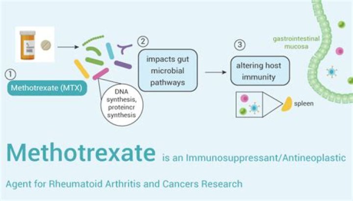What cancers does methotrexate treat?