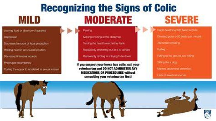What causes a gall on a horse?
