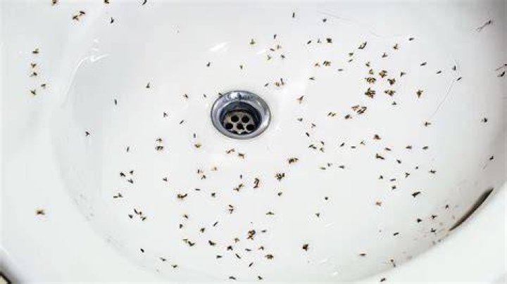 What causes maggots in bathroom?