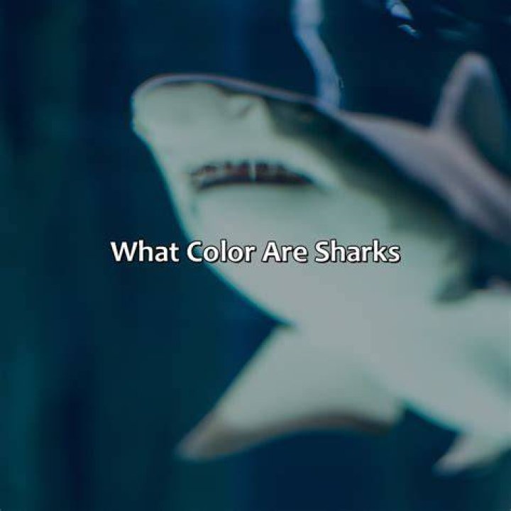 What color are sharks scared of?