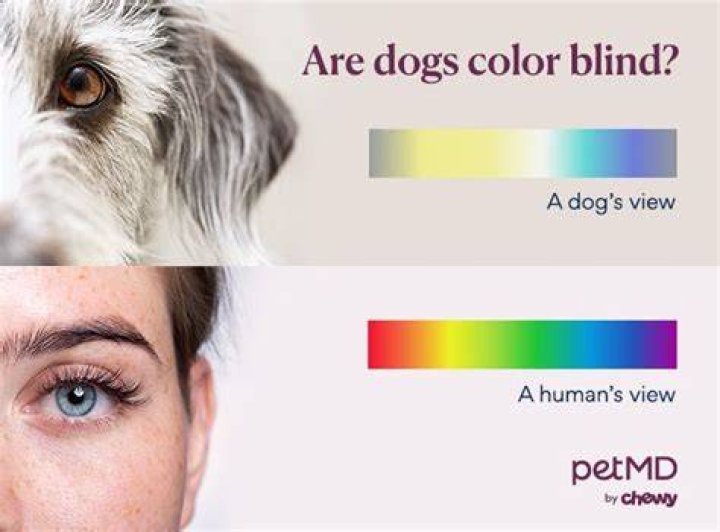 What color can dogs not see?