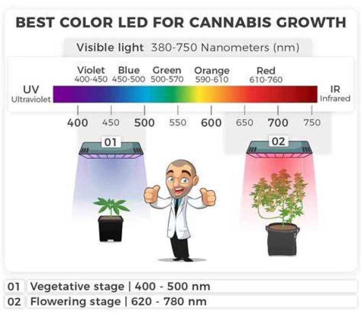 What color grow light is best?