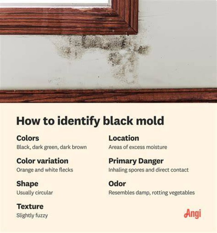 What color is toxic mold?