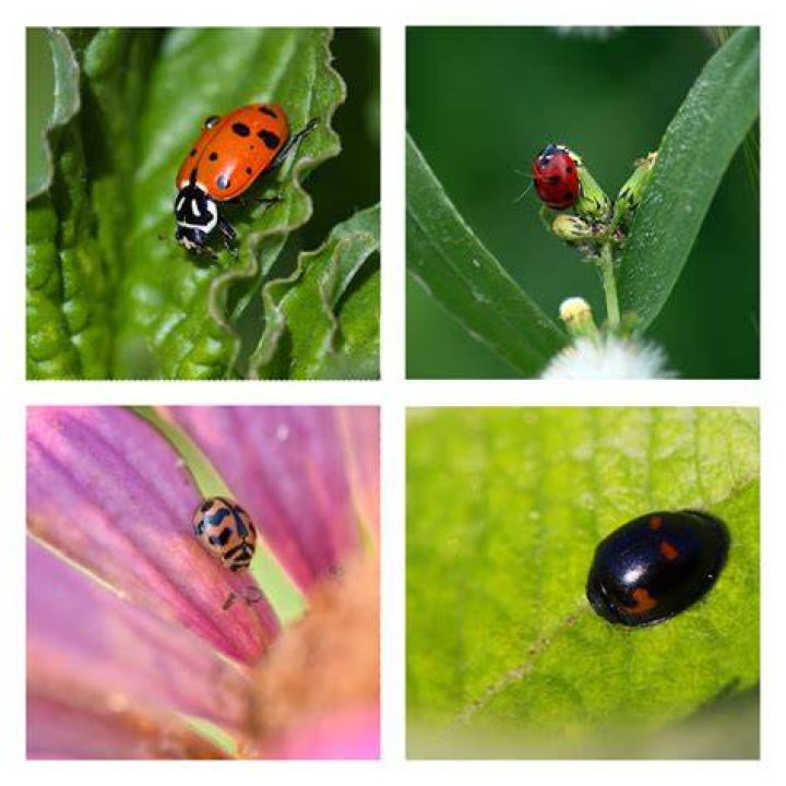 What colors are ladybugs attracted to?