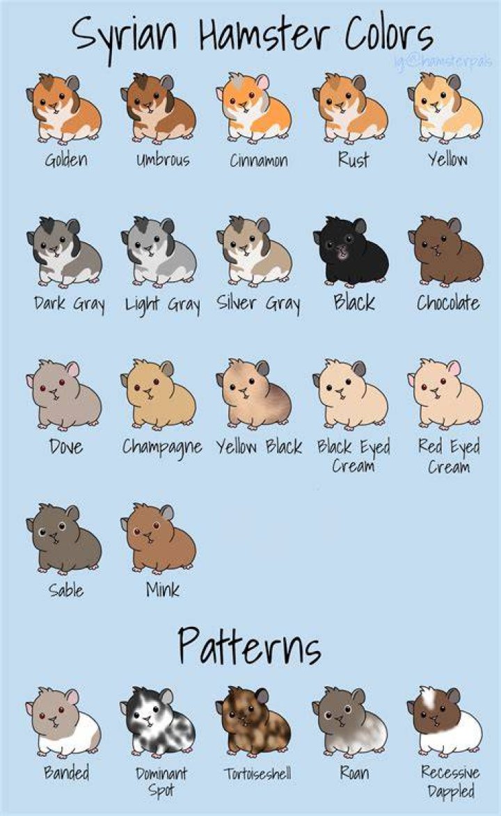 What colors do hamsters not like?