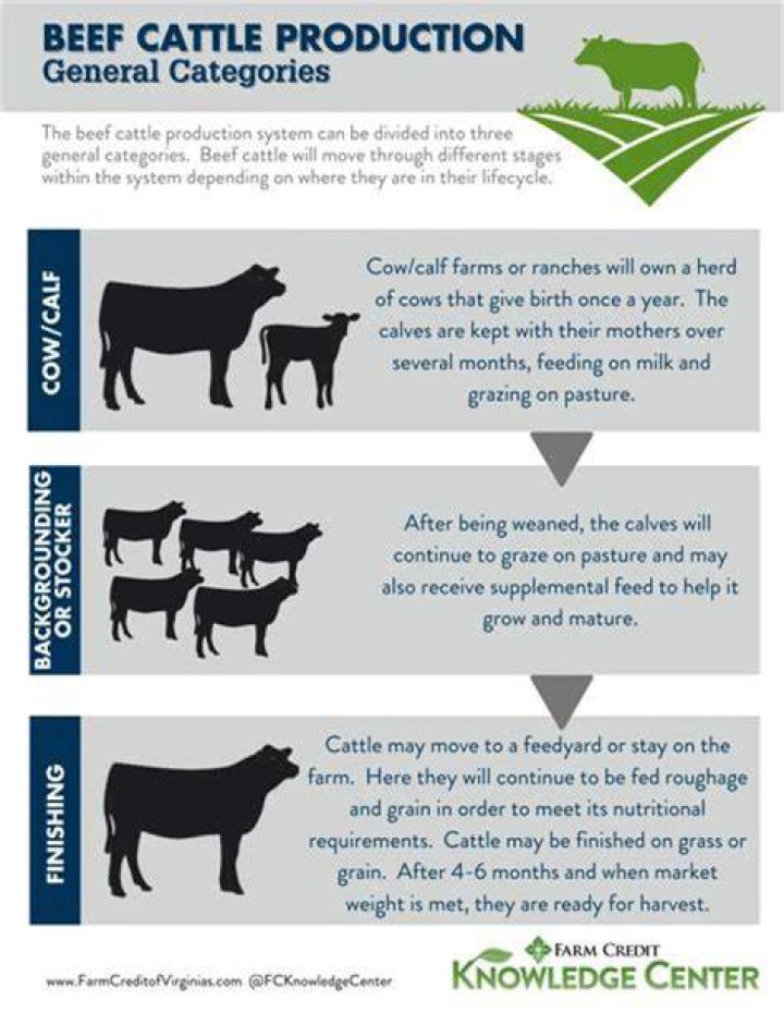 What considerations are made when selecting breeds of cattle for a beef operation?
