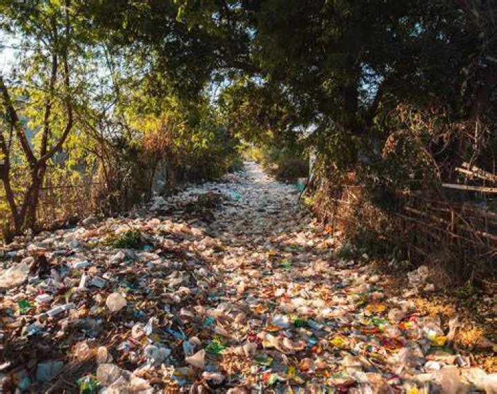 What country has the most litter?