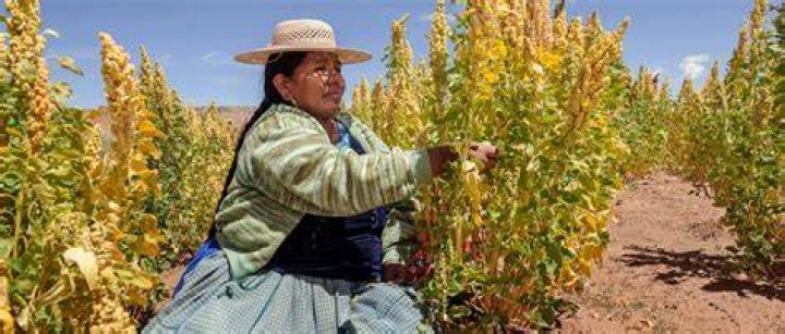 What crops did South America grow?