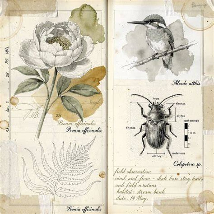 What did naturalist novels depict?