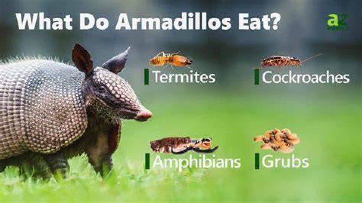 What do armadillos taste like?