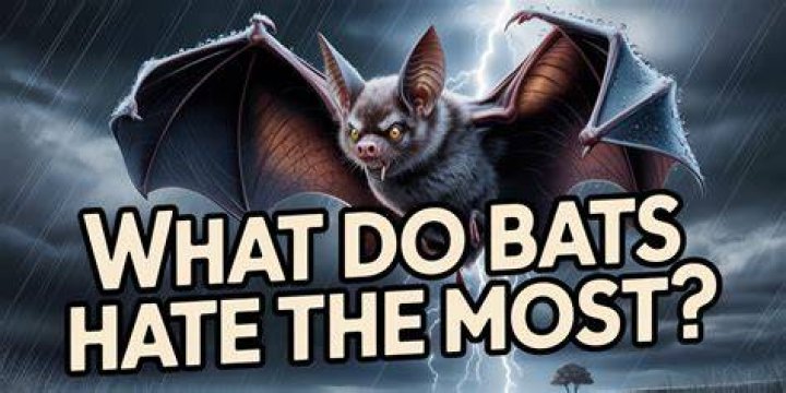 What do bats hate?