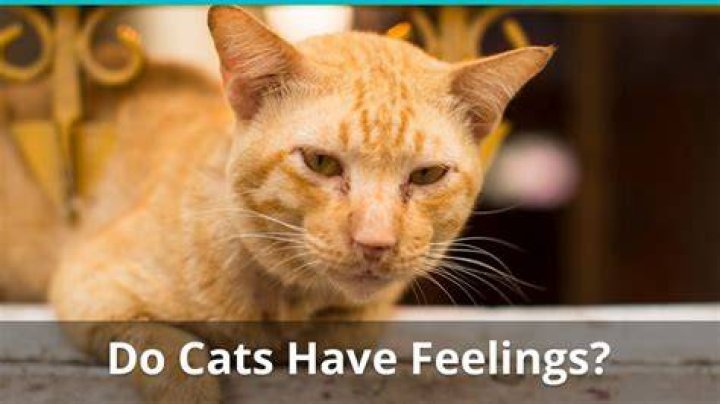 What do cats do when they don't feel well?