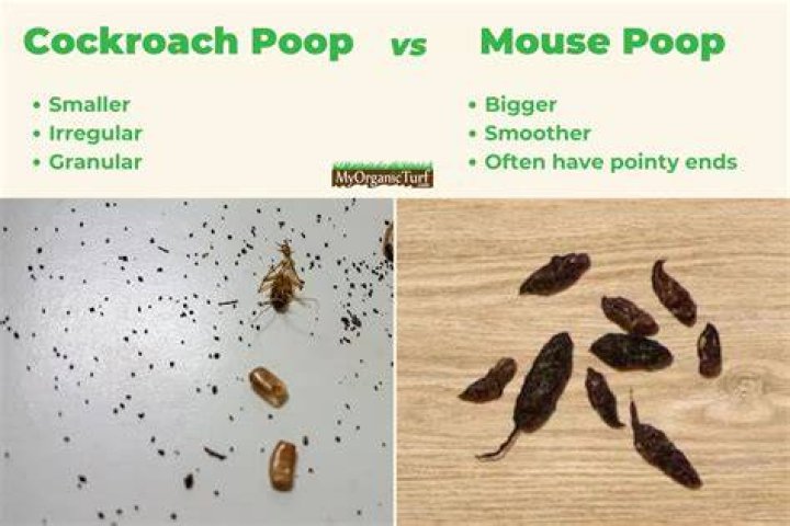 What do cockroach poop look like?