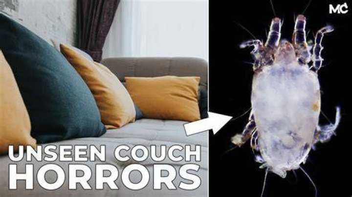 What do couch mites look like?