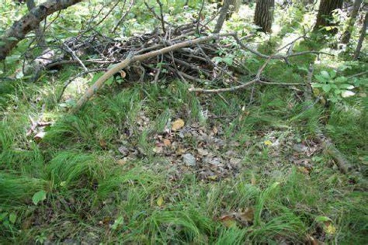 What do deer bedding areas look like?