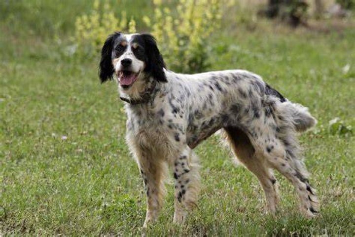 What do English setters die from?