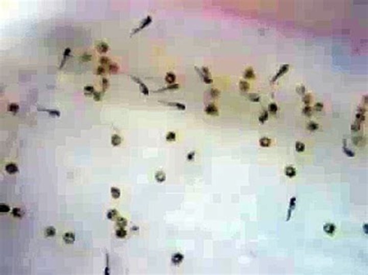 What do goldfish hatchlings look like?