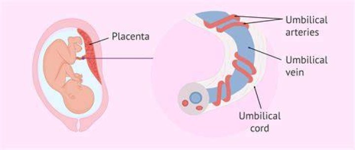 What do hospitals do with placenta and umbilical cord?