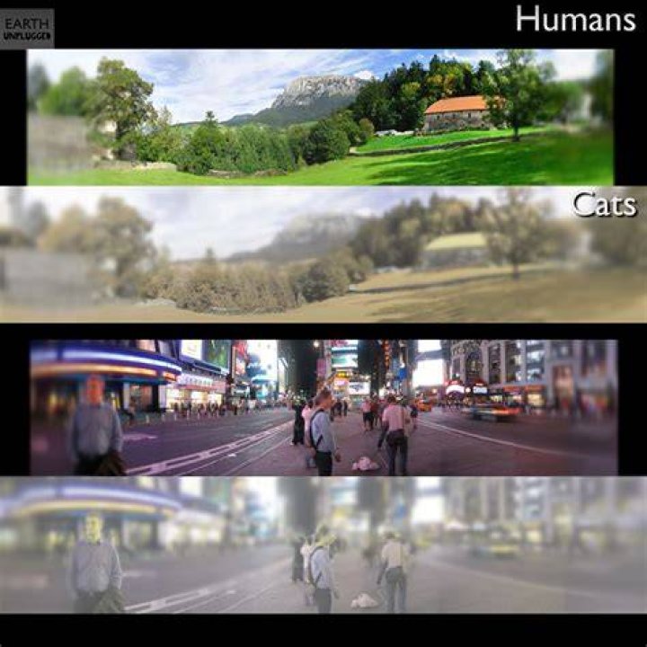 What do humans look like to cats?
