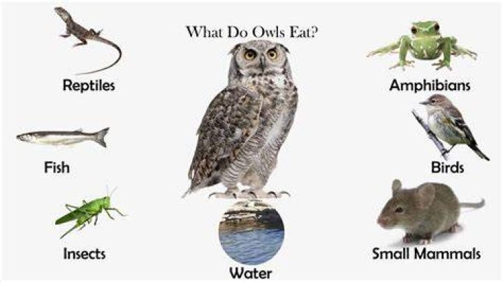 What do I feed an owl?