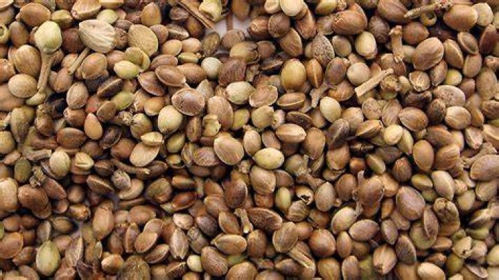 What do indica seeds look like?
