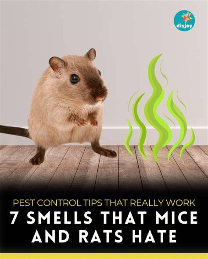 What do mice not like?