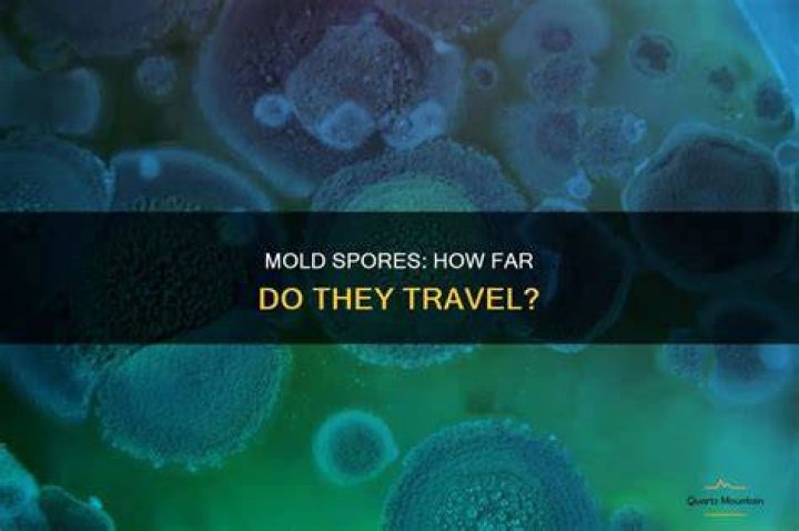 What do mold spores do to you?