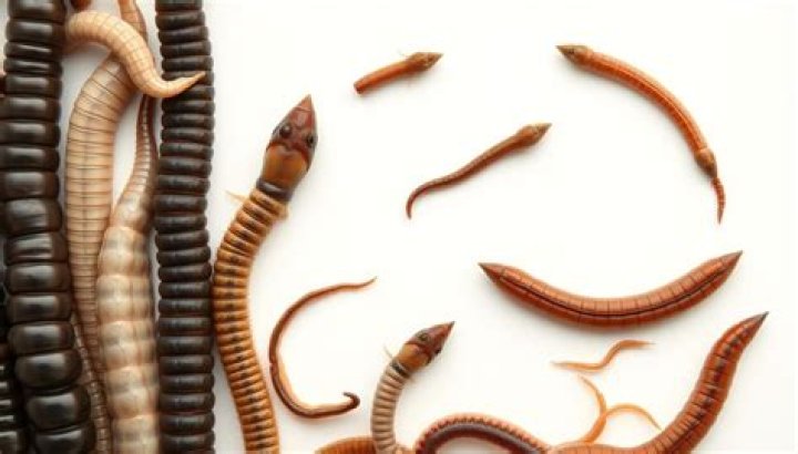What do pickle worms look like?