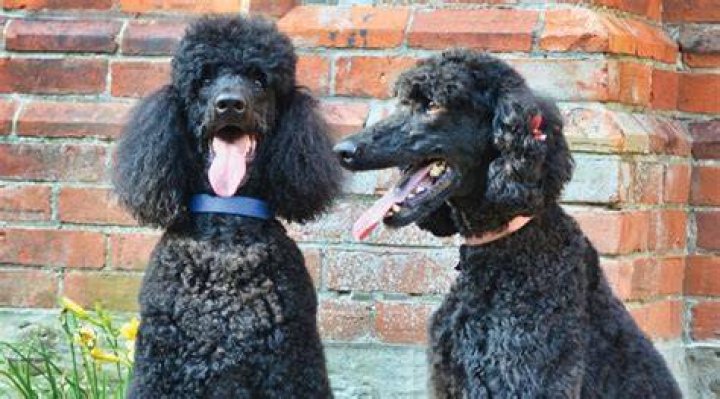 What do poodles love most?