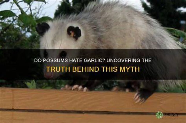 What do possums hate?
