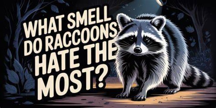 What do raccoons hate the most?