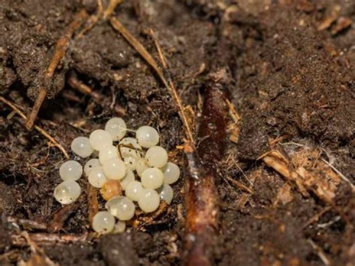 What do slug eggs look like in the soil?