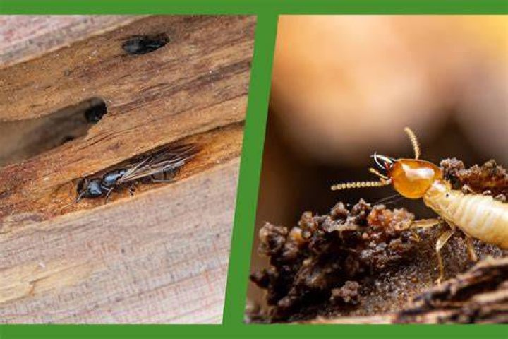 What do termites not like?