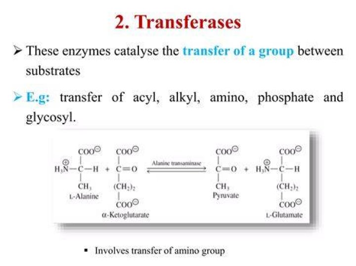 What do transferases do?